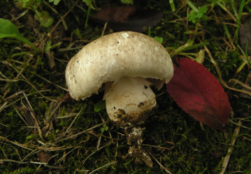 Agaricus bresadolanus?